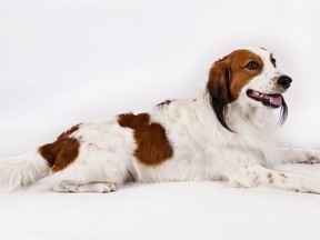 In this 2013 photo provided by the American Kennel Club, a Nederlandse kooikerhondje, a Dutch duck-luring dog, poses for a photographer. The dog is among the latest breeds to join the American Kennel Club pack, making members of the breed eligible for major dog shows in 2018 and the Westminster Kennel Club show in 2019.