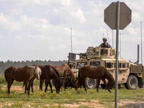 FILE - In this Sept. 20, 2014 file photo provided by the U.S. Army, feral horses graze in front of a soldier riding in an armored Humvee, as part of a security detail, at the Fort Polk Joint Readiness Training Center, in Fort Polk, La. Animal rights advocates want a federal court to make an Army base in Louisiana stop rounding up hundreds of feral horses on land it owns or uses. Court papers filed Monday, Jan. 8, 2018, say Fort Polk began escalating efforts in November and may be trying to eliminate the herds before a judge can decide whether the roundups are legal.