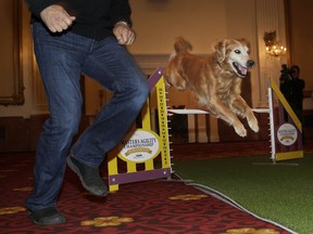 A golden retriever named Hudson participates in an agility demonstration during a news conference in New York, Tuesday, Jan. 30, 2018. The dog was part of news conference to promote the 142nd Annual Westminster Kennel Club Dog Show, which is taking place in New York City starting Feb. 12, 2018