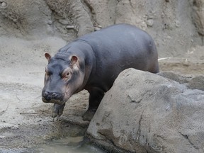 Fiona, a baby Nile Hippopotamus, walks through her enclosure at the Cincinnati Zoo & Botanical Garden, Wednesday, Jan. 10, 2018, in Cincinnati. Fiona, born six weeks prematurely at 29 pounds, well below the common 50-100 pound range, and required nonstop critical care by zookeepers to ensure her survival has become a international celebrity. She will reach her first birthday on Jan. 24.