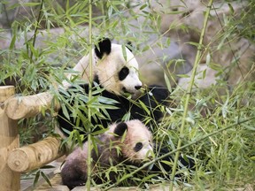 Panda cub Yuan Meng, which means "the realization of a wish" or "accomplishment of a dream", is pictured with her mother Huan Huan at the Beauval Zoo, in Saint-Aignan-sur-Cher, France, Saturday, Jan. 13, 2018. France's first baby panda has made his grand public entree, acting like many five-month-olds _ climbing all over his reclining mother who appeared to want to rest. (Zoo Parc de Beauval via AP)