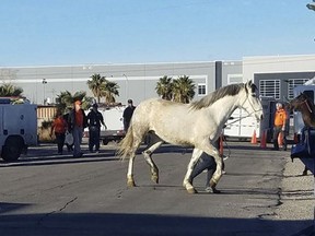 This photo provided by Nevada Voters for Animals, shows  police and animal control officers removing horses that were among hundreds of animals living in what authorities call deplorable conditions in northeast Las Vegas on Sunday, Jan. 21, 2018. Hundreds of animals including horses, chickens, pigeons and turtles have been seized from a Las Vegas home after officials found the animals living in what were described as deplorable conditions.