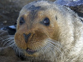 FILE--This Sept. 5, 2006, file photo provided by the National Oceanic and Atmospheric Administration shows a bearded seal in Kotzebue, Alaska. The U.S. Supreme Court has left intact a lower court ruling that declared Alaska's bearded seal population a threatened species.