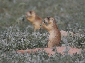 FILE - This Aug. 6, 2015, file photo, shows prairie dogs in southern Utah. The U.S. Supreme Court has declined to hear an appeal from Utah property owners challenging endangered-species protections for prairie dogs, but the plaintiffs say the case has nevertheless made a mark as the Trump administration moves to loosen the contested rules.