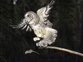 FILE - In this May 8, 2003, file photo, a Northern Spotted Owl flies after an elusive mouse jumping off the end of a stick in the Deschutes National Forest near Camp Sherman, Ore.  A new study said rat poison from pot farms in California forests appears to be poisoning endangered Northern spotted owls. Scientists for the University of California at Davis and the California Academy of Sciences published the study Thursday, Jan. 11, 2018, in the journal Avian Conservation and Ecology.