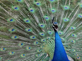 A male peacock displays its tail feathers