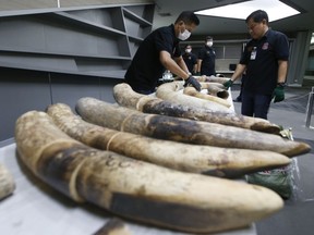 Thai customs officials display seized ivory during a press conference in Bangkok, Thailand, Friday, Jan. 12, 2018. Thai authorities seized 148 kilograms full elephant tusk and 31 tusk fragments originating from Nigeria destined for China worth over 15 million baht ($469,800).