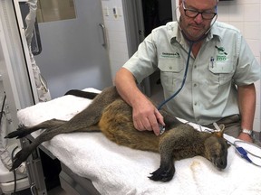 In this image released by Taronga Zoo Conservation Society, Dr. Larry Vogelnest, senior veterinarian at Taronga Zoo, checks a wallaby is checked at Taronga Wildlife Hospital in Sydney Tuesday, Jan. 16, 2018. The wallaby disrupted downtown traffic by bounding across the Sydney Harbor Bridge on Tuesday with police in pursuit. The adult male was captured without any apparent serious injury and is expected to be released back into the wild within days. (Taronga Zoo Conservation Society via AP)