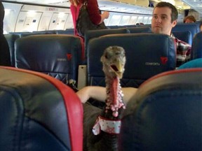An emotional support turkey photographed aboard a Delta flight in 2016.