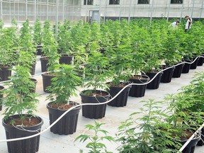 An undated handout photo shows Tantalus Labs‚Äô SunLab, a purpose-built cannabis greenhouse in Maple Ridge, B.C. THE CANADIAN PRESS/HO-Tantalus Labs MANDATORY CREDIT