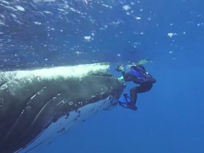 whaleshark