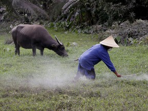 A masked farmer removes the volcanic ash off the grass used for grazing by his water buffalo following the sporadic eruptions of the Mayon volcano, Wednesday, Jan. 24, 2018, in the Guinobatan township, Albay province, roughly 200 miles (340 kilometers) southeast of Manila, Philippines, Wednesday, Jan. 24, 2018.