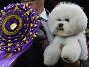 Flynn the Bichon Frise, with handler Bill McFadden, poses after winning "Best in Show" at the Westminster Kennel Club 142nd Annual Dog Show in Madison Square Garden in New York February 13, 2018.