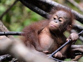 An orphan orangutan baby at the International Animal Rescue centre outside the city of Ketapang in West Kalimantan.