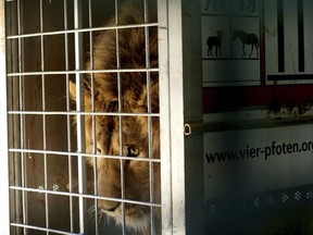 In this Saturday, Feb. 24, 2018 photo, a lion named Saeed, who was rescued from Syria by the animal rights group Four Paws, is caged prior his departure from the Al-Ma'wa Animal Sanctuary near Souf, in northern Jordan. Two African lions rescued from war-torn Iraq and Syria are being transported to a permanent home in South Africa, after an interim stay in Jordan where they recuperated from physical and psychological trauma.