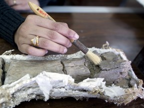 In this Saturday, Feb. 3, 2018 photo, paleontologist Mai el-Amir, who was involved in Mansoura university's excavation of a Cretaceous period dinosaur, works on a bone at a laboratory in Mansoura, Egypt. Researchers from the university discovered a new species of long-necked herbivore, which is around the size of a city bus, in the western desert of Egypt. It could be just the tip of the iceberg of other finds and experts say the discovery could shed light on a particularly obscure period of history for the African continent.