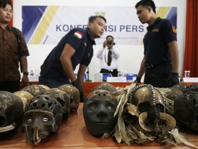 Indonesian custom officers display skulls and sent from a post office during a press conference in Bali, Indonesia, Friday, Feb. 9, 2018. Customs officials on the Indonesian tourist island of Bali say they've foiled an attempt to mail 24 elaborately decorated human skulls to the Netherlands.