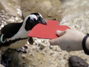 A penguin gets a heart-shaped nesting material from biologist Spencer Rennerfeldt at the California Academy of Sciences Tuesday, Feb. 13, 2018, in San Francisco. Academy staff handed out the hearts to the penguins who naturally use similar material to build nests in the wild.