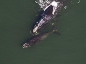 A right whale and its calf are shown in a handout photo.