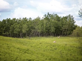Two important wetlands have been protected in Alberta and Saskatchewan by the Nature Conservancy of Canada. The not-for-profit land conservation group has been gifted 593 hectares on the northwest shore of Gough Lake, which is 125 kilometers east of Red Deer. A scene on the Ferrier property is seen in a Monday, June 5, 2017, handout photo.