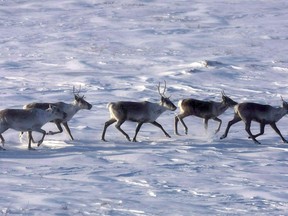 Wild caribou roam the tundra in Nunavut on March 25, 2009. New research is arguing Indigenous hunting didn't cause the collapse of once-mighty caribou herds in Canada's North.