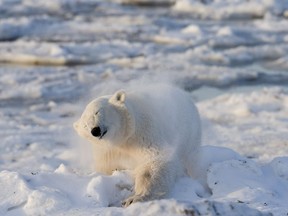 A polar bear shakes the snow off himself after a swim in Wapusk National Park on the shore of Hudson Bay near Churchill, Man., on November 6, 2007. An academic analysis says Ottawa's Species At Risk Act is failing to protect species at risk. The study from the University of Ottawa is the latest to point out problems with the legislation, created 16 years ago to safeguard Canada's biodiversity.