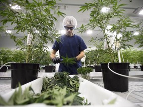 Workers produce medical marijuana at Canopy Growth Corporation's Tweed facility in Smiths Falls, Ont., on Feb. 12, 2018.