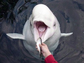 Qila, a beluga whale at the Vancouver Aquarium receives a freshly prepared herring from trainer Katie Becker during a feeding at the aquarium in Vancouver, B.C., Wednesday, Oct.19, 2011. A British Columbia court has ruled that Vancouver's park board didn't have the authority to ban whales, dolphins and porpoises at the city's aquarium.