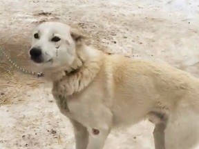 A dog is seen at a dog-sledding operation north of Toronto in this image taken from a handout video. Ontario's animal welfare organization has launched a cruelty investigation into the treatment of more than 100 dogs at a dog-sledding operation north of Toronto. The Ontario Society for the Prevention of Cruelty to Animals says it is looking allegations of mistreatment of dogs at Windrift Kennel in Moonstone, Ont., after a complaint from a couple.