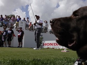 Tiger Woods watches his tee shot on the 17th hole during the Pro-Am for the Honda Classic golf tournament, Wednesday, Feb. 21, 2018, in Palm Beach Gardens, Fla. At right is Birdies for the Brave mascot " Fowler."