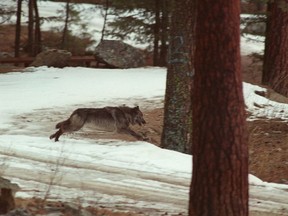 FILE - In this Jan. 14, 1995 file photo, a wolf leaps across a road into the wilds of Central Idaho. A federal court says Idaho officials don't have to destroy information from tracking collars placed on wolves and elk by illegally landing a helicopter in a central Idaho wilderness area where engines are prohibited. U.S. District Court Judge B. Lynn Winmill earlier this week agreed to an Idaho Department of Fish and Game request to delay his previous order to destroy information from four wolves and 57 elk collared in the Frank Church Fire of No Return Wilderness in January 2016.