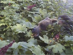 In this 2014 image from a remote camera trap provided by Taal Levi, a brown bear eats devil's club berries near Haines, Alaska.  A study of bears and berries has determined that the big animals are the main dispersers of fruit seeds in southeast Alaska. The study by Oregon State University researchers says it's the first instance of a temperate plant being primarily dispersed by mammals through their excrement rather than by birds.