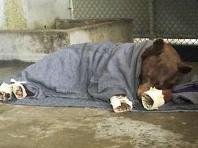 FILE - This Jan. 2018 file photo provided by the California Department of Fish and Wildlife shows a bear, injured in a wildfire, resting with its badly burned paws wrapped in fish skin - tilapia - and covered in corn husks during treatment at the University of California, Davis Veterinary Medical Teaching Hospital in Davis, Calif. Two female bears badly burned in a wildfire are back home in the Los Padres National Forest. KABC-TV reports recent photos and GPS tracking show the bears are moving around and in good health in the forest after suffering burn injuries in December from a massive wildfire that affected Ventura and Santa Barbara counties. The bears were released back into the wild in January. (California Department of Fish and Wildlife via AP, File)