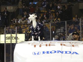 A plastic goat wears a jersey of New England Patriots quarterback Tom Brady as it sits atop an ice resurfacing machine before an NHL hockey game between the Boston Bruins and the Toronto Maple Leafs, Saturday, Feb. 3, 2018, in Boston.