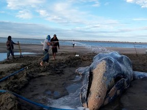 In this photo released by Mexico's Federal Environmental Protection Agency (PROFEPA) and taken between Feb. 15 and 17 of 2018, people spray water on a gray whale during efforts to return it to sea in Baja California Sur state, Mexico. The gray whale was returned safely to the Pacific Ocean after three days beached on the coast. (PROFEPA via AP)