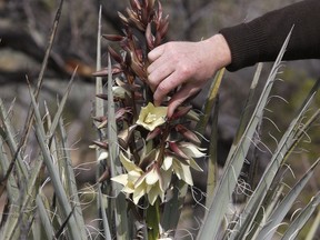 Park Ranger David Low shows visitors flowers from a Yucca bush during a hiking tour at the Spring Mountain Ranch State Park on Sunday, April 9, 2017, in Blue Diamond, Nev.