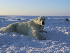 In this April 15, 2015 photo provided by the United States Geological Survey, a polar bear wearing a GPS video-camera collar lies on a chunk of sea ice in the Beaufort Sea. A new study released on Thursday, Feb. 1, 2018 shows some polar bears in the Arctic are shedding pounds during the time they are supposed to be beefing up. Scientists blame climate change for shrinking the ice cover on the Arctic Ocean that the polar bears need for hunting.