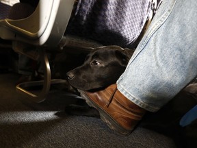 FILE - In this Saturday, April 1, 2017, file photo, a service dog named Orlando rests on the foot of its trainer, John Reddan, while sitting inside a United Airlines plane at Newark Liberty International Airport during a training exercise, in Newark, N.J. United Airlines wants to see more paperwork before passengers fly with an emotional-support animal. United says the changes won't affect owners of legitimate service animals with special training.