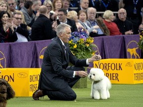 Handler Bill McFadden reacts as Flynn, a bichon frise, is named best in show at the 142nd Westminster Kennel Club Dog Show, Tuesday, Feb. 13, 2018, at Madison Square Garden in New York.