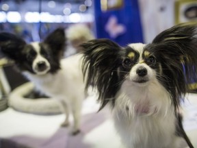 Papillons Willow, right, and Kayla are shown during the meet the breeds companion event to the Westminster Kennel Club Dog Show, Saturday, Feb. 10, 2018, in New York.