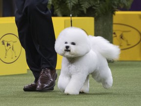 Bill McFadden shows Flynn, a bichon frise, in the ring during the non-sporting group during the 142nd Westminster Kennel Club Dog Show, Monday, Feb. 12, 2018, at Madison Square Garden in New York. Flynn won best in the non-sporting group.