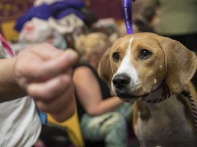 In this Monday, Feb. 12, 2018, photo, Emmy, a harrier, keeps her eyes on a treat offered to her by handler Mike Gowen in the benching area before competing in the 142nd Westminster Kennel Club Dog Show, at Madison Square Garden in New York. Owners and handlers know how to cater to the eclectic tastes of show dogs competing this week.