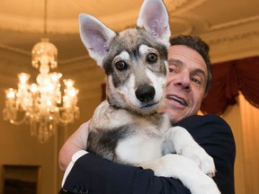 In this Feb. 12, 2018 photo provided by the Office of Gov. Andrew Cuomo, the governor holds his new dog "Captain" during a conference of mayors in Albany, N.Y. The 14-week dog is a Siberian-shepherd mix, with some Malamute thrown in.