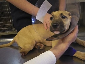 This 2013 photo provided by Nassau County SPCA, shows 7-month-old pit bull called Miss Harper, whose ears and leg were cut off in a botched operation by a veterinary technician unlicensed to do surgery. The dog's owners and the technician were convicted of felony animal cruelty and the case inspired passage of a law establishing an animal abuser registry in Nassau County. Legislation is being proposed that would treat animal abusers like sex offenders in New York, with their names and faces in a public online registry. The main goal is to keep someone who torments an animal from victimizing another one, but it's also part of a broader movement to single out animal abusers, with proponents citing studies linking animal cruelty to crimes ranging from domestic violence to mass shootings.