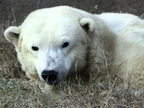 FILE - In this Dec. 16, 2016, file photo, a female polar bear named Coldilocks looks up from a nap during a day of activities marking the polar bear's 36th birthday at the Philadelphia Zoo in Philadelphia. Coldilocks, who was the oldest captive polar bear in the U.S., has been euthanized following a serious decline in the 37-year-old polar bear's health, zoo officials said Tuesday, Feb. 20, 2018. Coldilocks was born at the Seneca Park Zoo in Rochester, N.Y., on Dec. 13, 1980, arriving at the Philadelphia Zoo on Oct. 6, 1981.