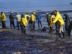 FILE - In this Feb. 6, 1969, file photo, state forestry conservation crews made up of prison convicts clean up oil-soaked straw after an oil spill on the beach in Santa Barbara, Calif. California commissions that oversee coastal lands and water pushed the Trump administration to leave the state out of plans to expand offshore drilling, warning the state would block the construction of pipelines to get oil back to land.
