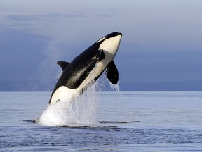 FILE--In this Jan. 18, 2014, file photo, an endangered female orca leaps from the water while breaching in Puget Sound west of Seattle, Wash. With just 76 whales left, the fragile population of endangered Puget Sound orcas is at a 30-year low. Washington state lawmakers are pitching a number of measures to save them from extinction.