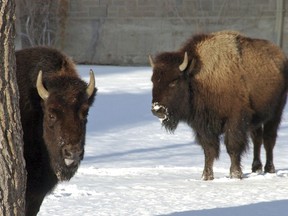 This photo taken in Mammoth Hot Springs, Wyo., shows bison in Yellowstone National Park on Saturday, Jan. 20, 2018. A federal judge has ordered U.S. wildlife officials to reconsider a decision that blocked greater for protections the park's iconic bison herds, which make up the largest remaining population of the species in the wild but are routinely subject to slaughter when they attempt to leave the park.