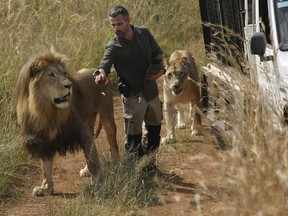 In this Wednesday March 15, 2017 file photo, Kevin Richardson, known as the "lion whisperer," takes two of his lions for a walk in the Dinokeng Game Reserve, near Pretoria, South Africa. A lion that mauled a young woman to death was under the care of Richardson, known for his close interactions with the predators in his animal sanctuary.