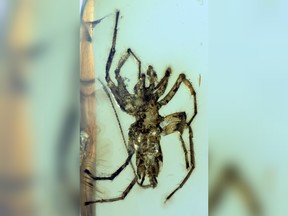 This handout image shows a photo of the paratype of a dorsal view of second specimen of a Chimerachne yingi spider. Two teams of scientists on February 5, 2018 unveiled a missing-link species of spider with a scorpion-like tail, perfectly preserved in amber 100 million years ago in the forests Southeast Asia.